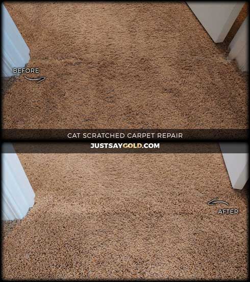 assets/images/causes/slider/site-cat-scratched-carpet-repair-in-roseville-ca-dolce-laney