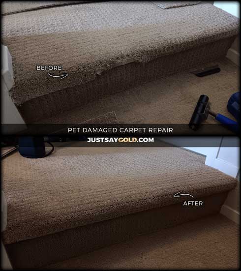assets/images/causes/slider/site-pet-damaged-carpet-repair-in-natomas-ca-club-center-drive