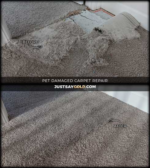 assets/images/causes/slider/site-dog-damaged-carpet-repair-in-lincoln-ca-lexington-court
