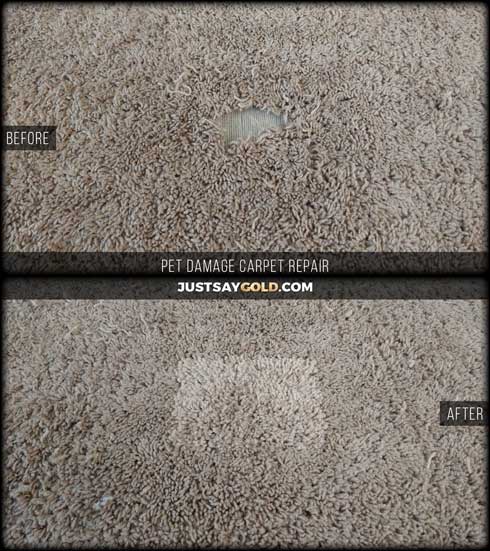 assets/images/causes/slider/site-dog-damaged-carpet-repair-near-me-folsom-ca-higgins-street