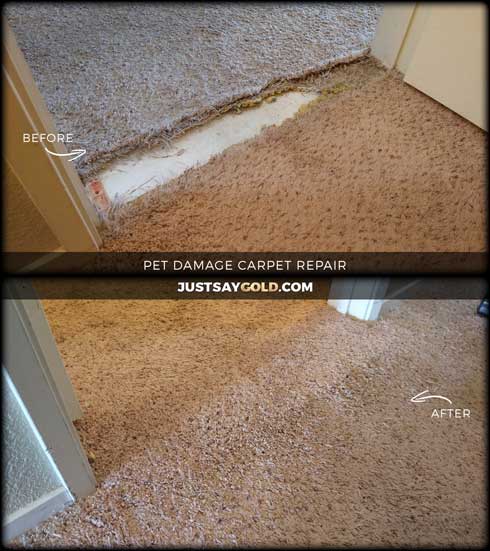 assets/images/causes/slider/site-dog-damaged-carpet-repair-needed-near-gold-river-ca-sabalo-court