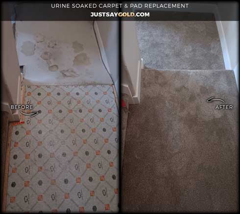 assets/images/causes/slider/site-dog-pee-carpet-replacement-in-rocklin-ca-northhaven-drive