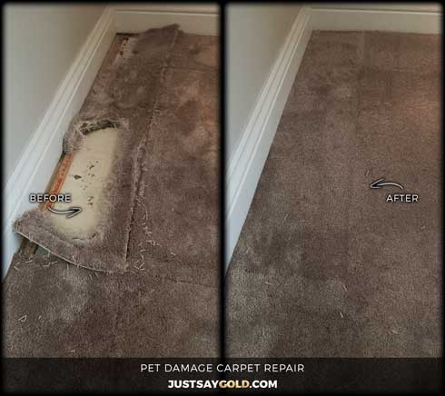 assets/images/causes/slider/site-hamster-pet-damage-carpet-repair-in-sacramento-ca-d-street