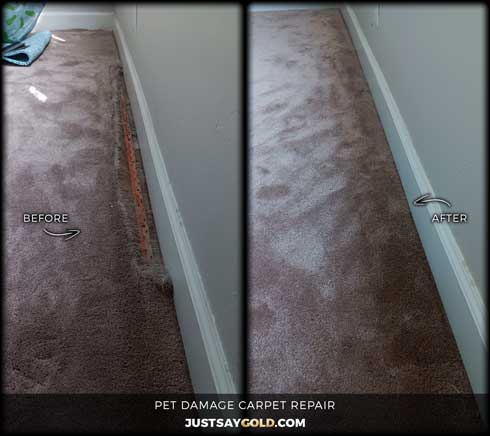 assets/images/causes/slider/site-hamster-pet-holes-in-carpet-repair-in-sacramento-ca-d-street