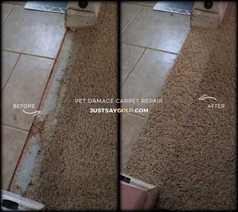 assets/images/causes/slider/site-pet-damage-carpet-repair-elk-grove-ca-clay-glen-way