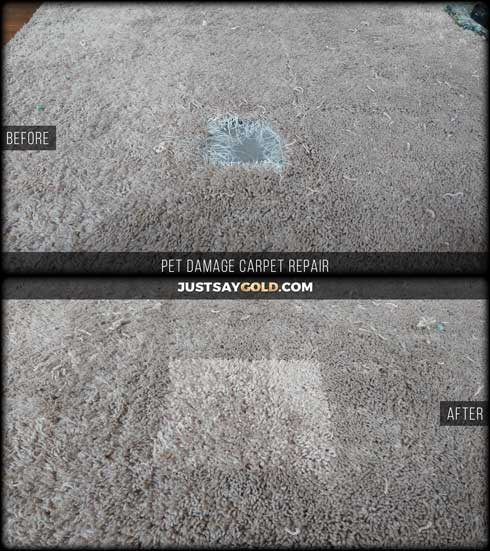 assets/images/causes/slider/site-pet-damaged-carpet-repair-companies-in-folsom-ca-higgins-street