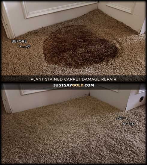 assets/images/causes/slider/site-plant-stained-carpet-damage-repair-in-granite-bay-ca-dickens-drive