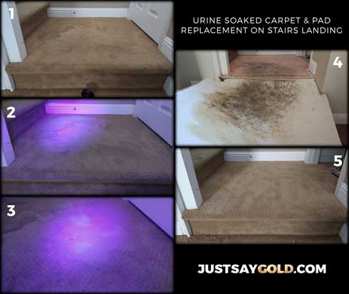 assets/images/causes/slider/site-replacing-dog-urine-carpet-on-stairs-landing-in-folsom-ca-ebi-way