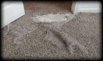 pet-damaged-carpet-repair-guide